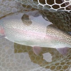 フィッシングレイクたかみや 釣果