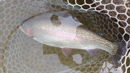 フィッシングレイクたかみや 釣果