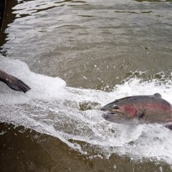 フィッシングレイクたかみや 釣果