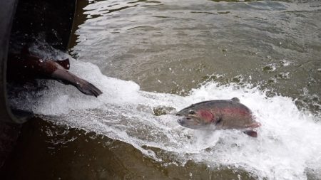フィッシングレイクたかみや 釣果
