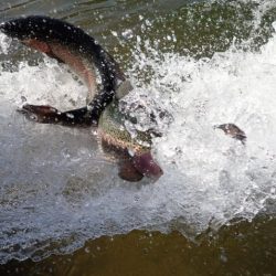 フィッシングレイクたかみや 釣果