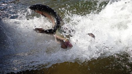 フィッシングレイクたかみや 釣果