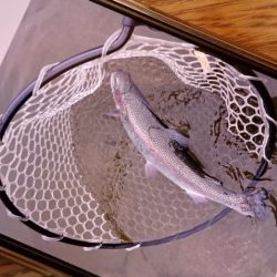 フィッシングレイクたかみや 釣果