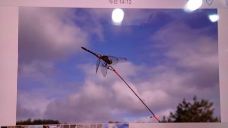 フィッシングレイクたかみや 釣果