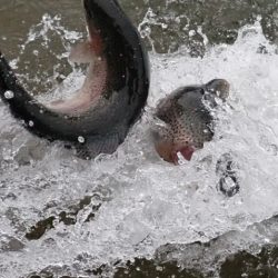 フィッシングレイクたかみや 釣果