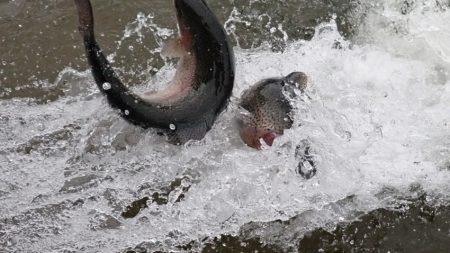 フィッシングレイクたかみや 釣果