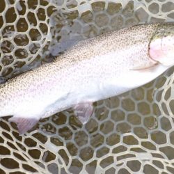 フィッシングレイクたかみや 釣果