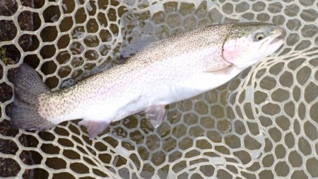 フィッシングレイクたかみや 釣果