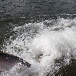 フィッシングレイクたかみや 釣果