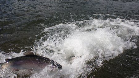 フィッシングレイクたかみや 釣果
