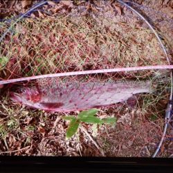 フィッシングレイクたかみや 釣果