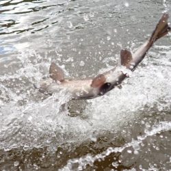フィッシングレイクたかみや 釣果