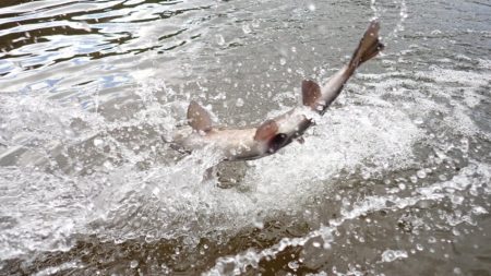 フィッシングレイクたかみや 釣果