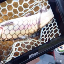 フィッシングレイクたかみや 釣果