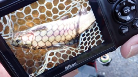 フィッシングレイクたかみや 釣果