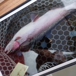 フィッシングレイクたかみや 釣果