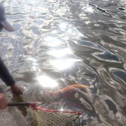 フィッシングレイクたかみや 釣果