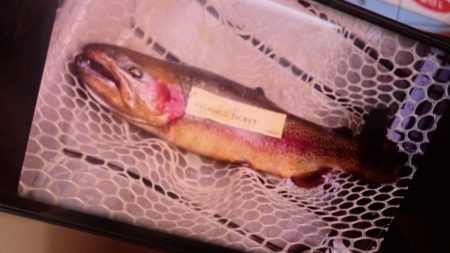 フィッシングレイクたかみや 釣果