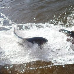 フィッシングレイクたかみや 釣果