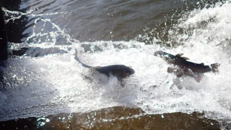 フィッシングレイクたかみや 釣果