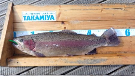 フィッシングレイクたかみや 釣果