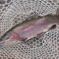 フィッシングレイクたかみや 釣果