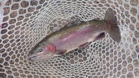 フィッシングレイクたかみや 釣果