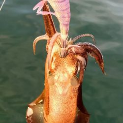 短時間エギング