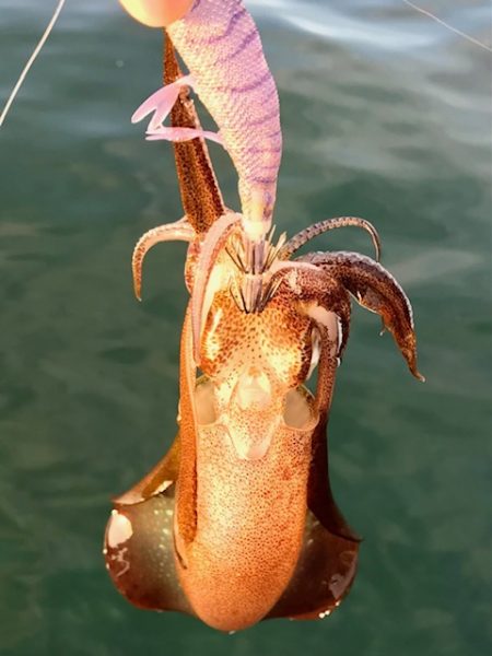 短時間エギング