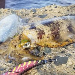 一気に寒さが、強くなりました。