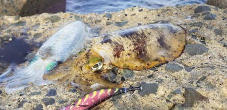 一気に寒さが、強くなりました。