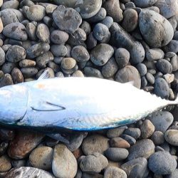 カツオがボチボチ釣れてます。