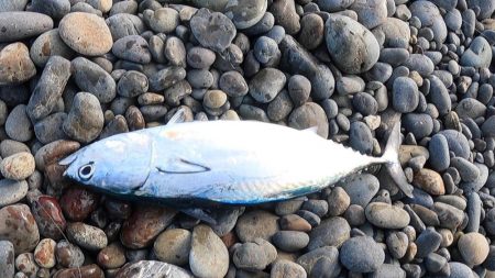 カツオがボチボチ釣れてます。