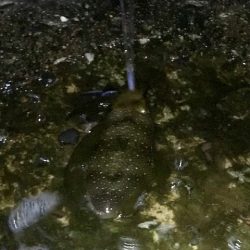 短時間エギング