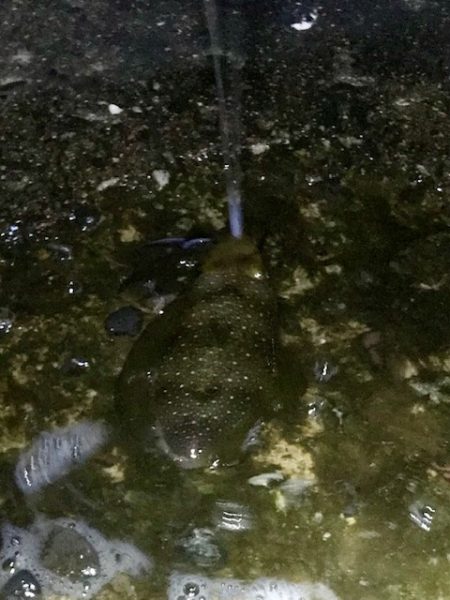 短時間エギング