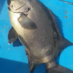 石鯛(中型)(小型)