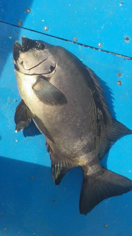 石鯛(中型)(小型)