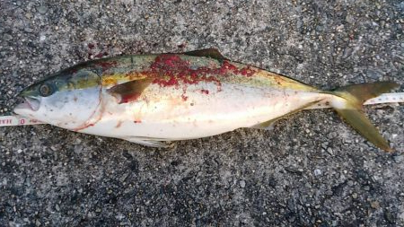 まだまだ未熟です。