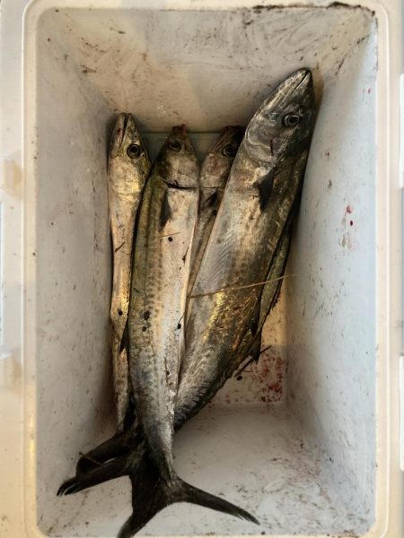 ショアジギング