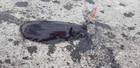 一気に寒さが、強くなりました。