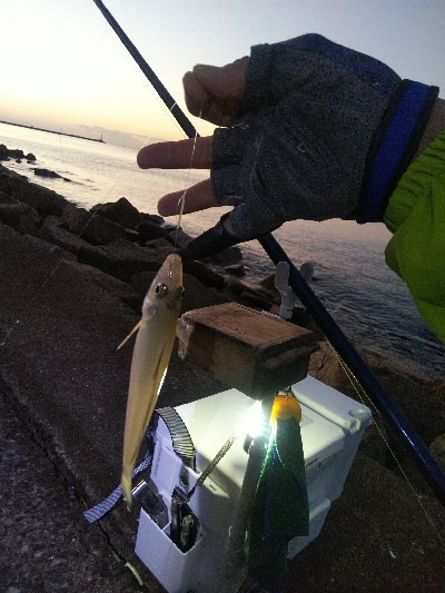 苅屋のキス釣り