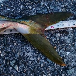 まだまだ未熟です。