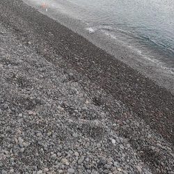 スマ(平ソーダカツオ)一匹だけでした。