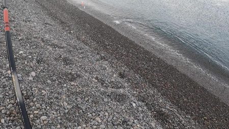 スマ(平ソーダカツオ)一匹だけでした。