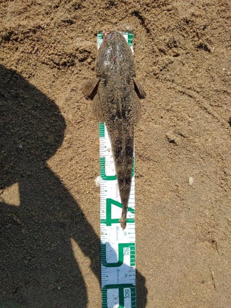 久々釣行でフラットラッシュ