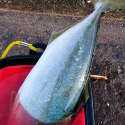 まだまだ未熟です。