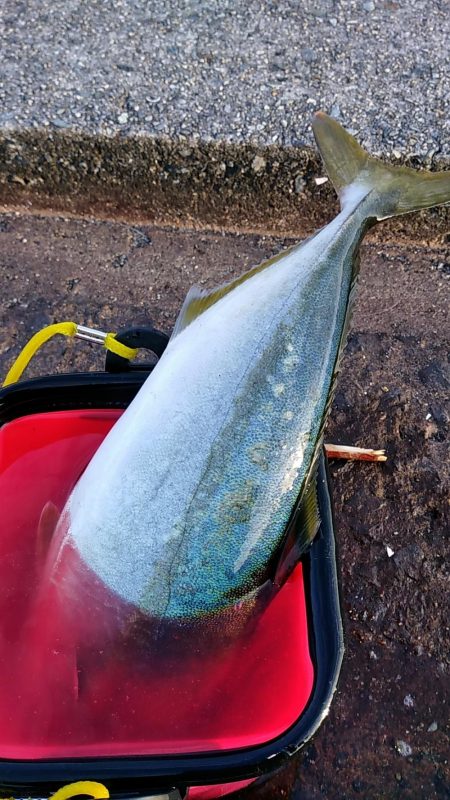 まだまだ未熟です。