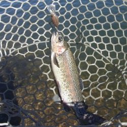 平谷湖フィッシングスポット 釣果