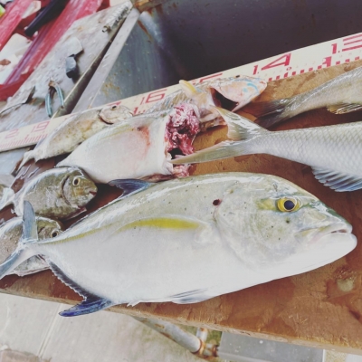 本部釣りイカダ 釣果