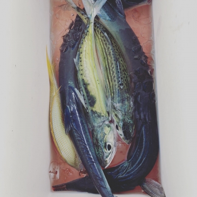 本部釣りイカダ 釣果